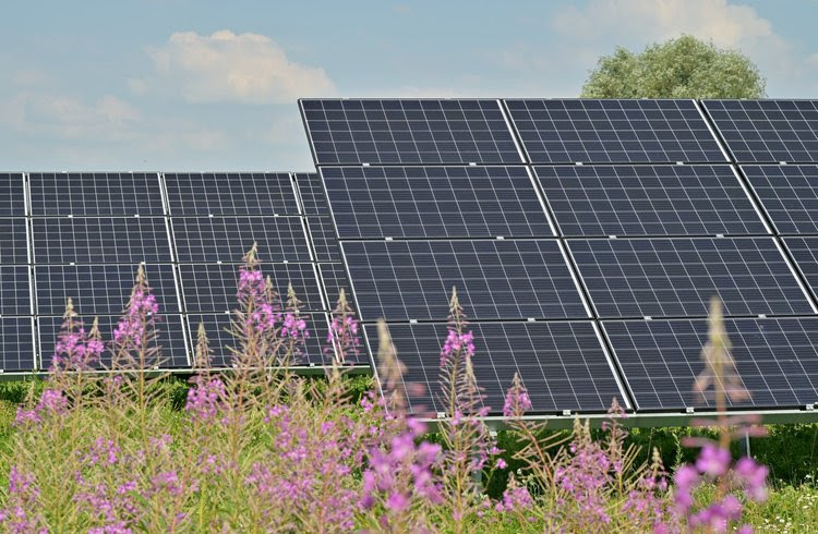 Photo of a solar panels with flowers growing.