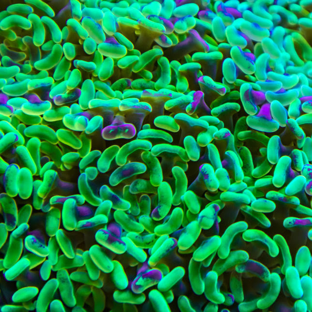 Green and purple bacteria