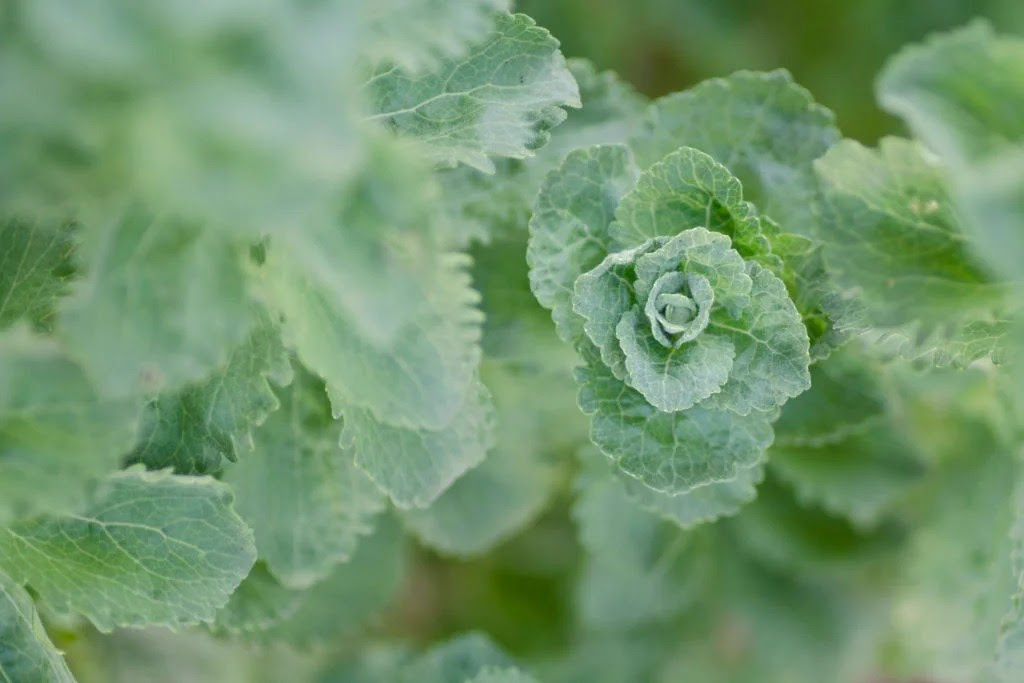 Top view of fresh stevia leaves