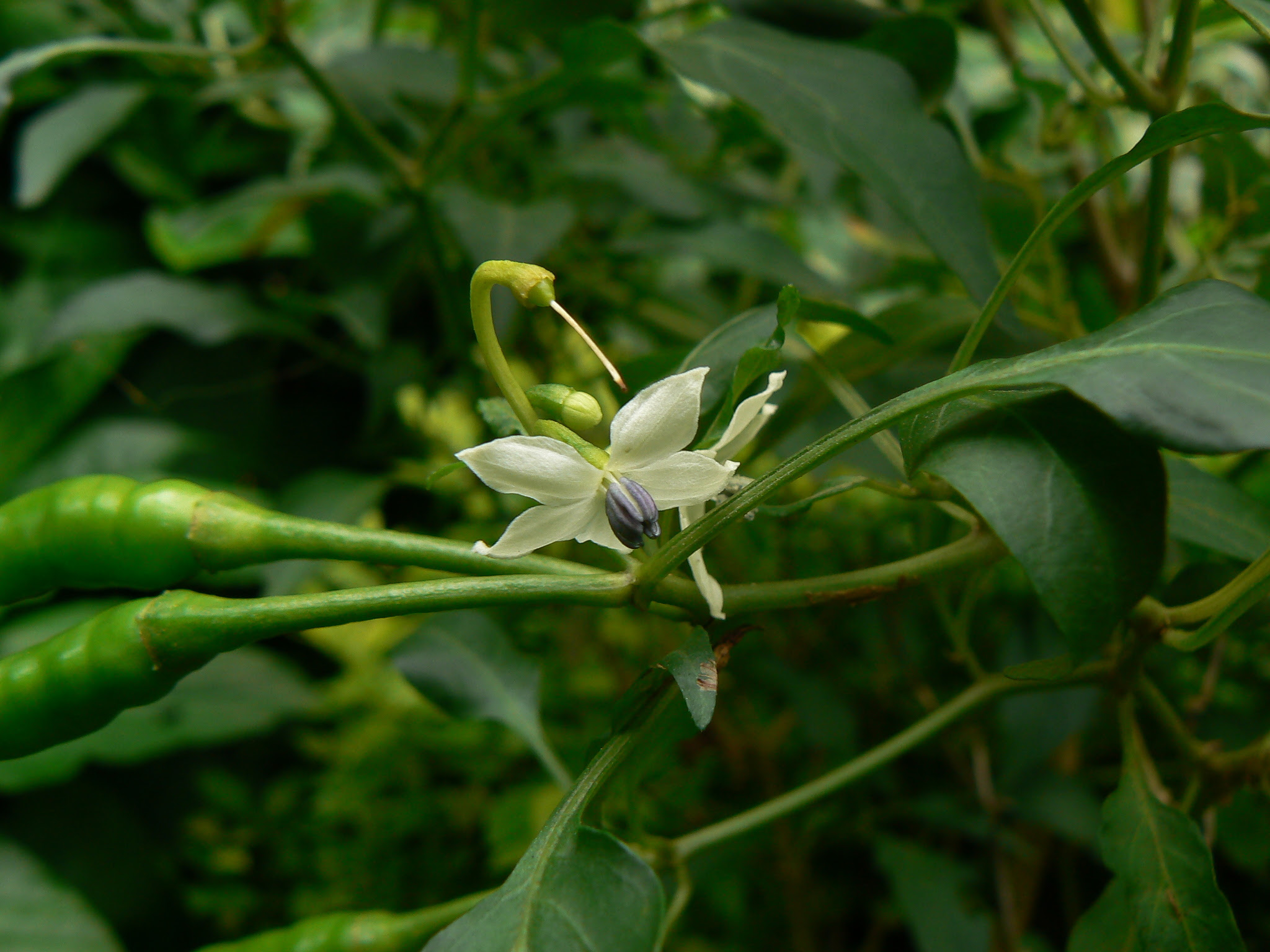 Capsicum frutescens L.
