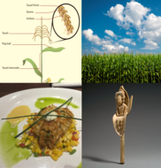 4 images: A diagram of a corn plant, corn growing in a field, corn in a crabcake dish, and a maize goddess statue