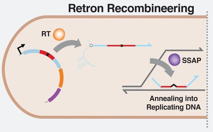 A schematic illustrating how the new Retron Library Recombineering (RLR) gene editing technique works