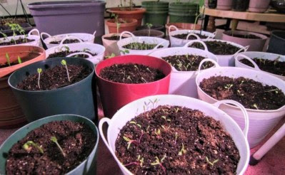 You can grow these plants quickly during your coronavirus ...