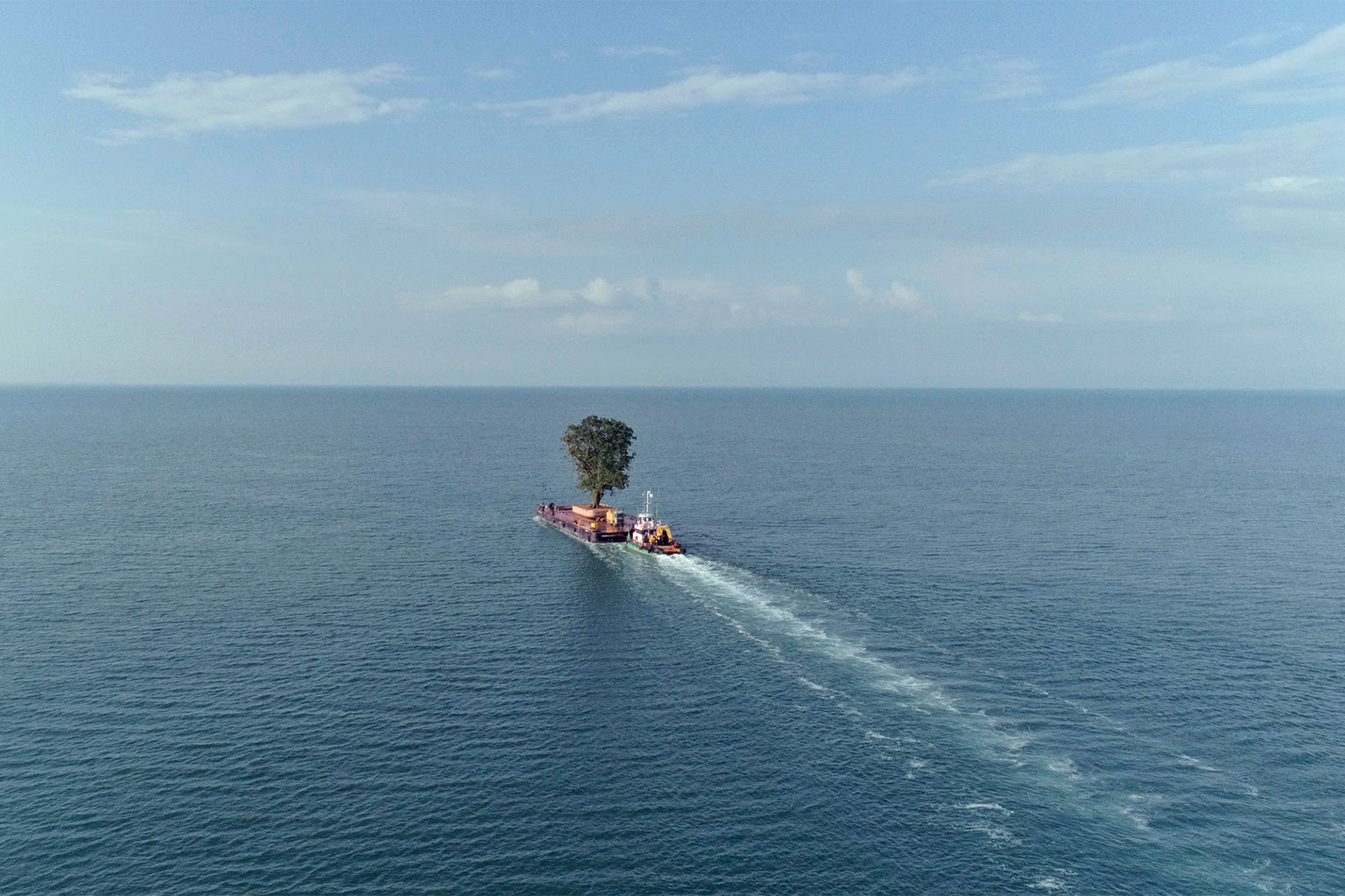A tree being transported by sea to Shekvetili.
