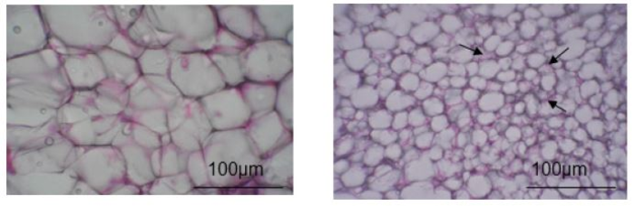 Fat browning with Flavan-3-ols