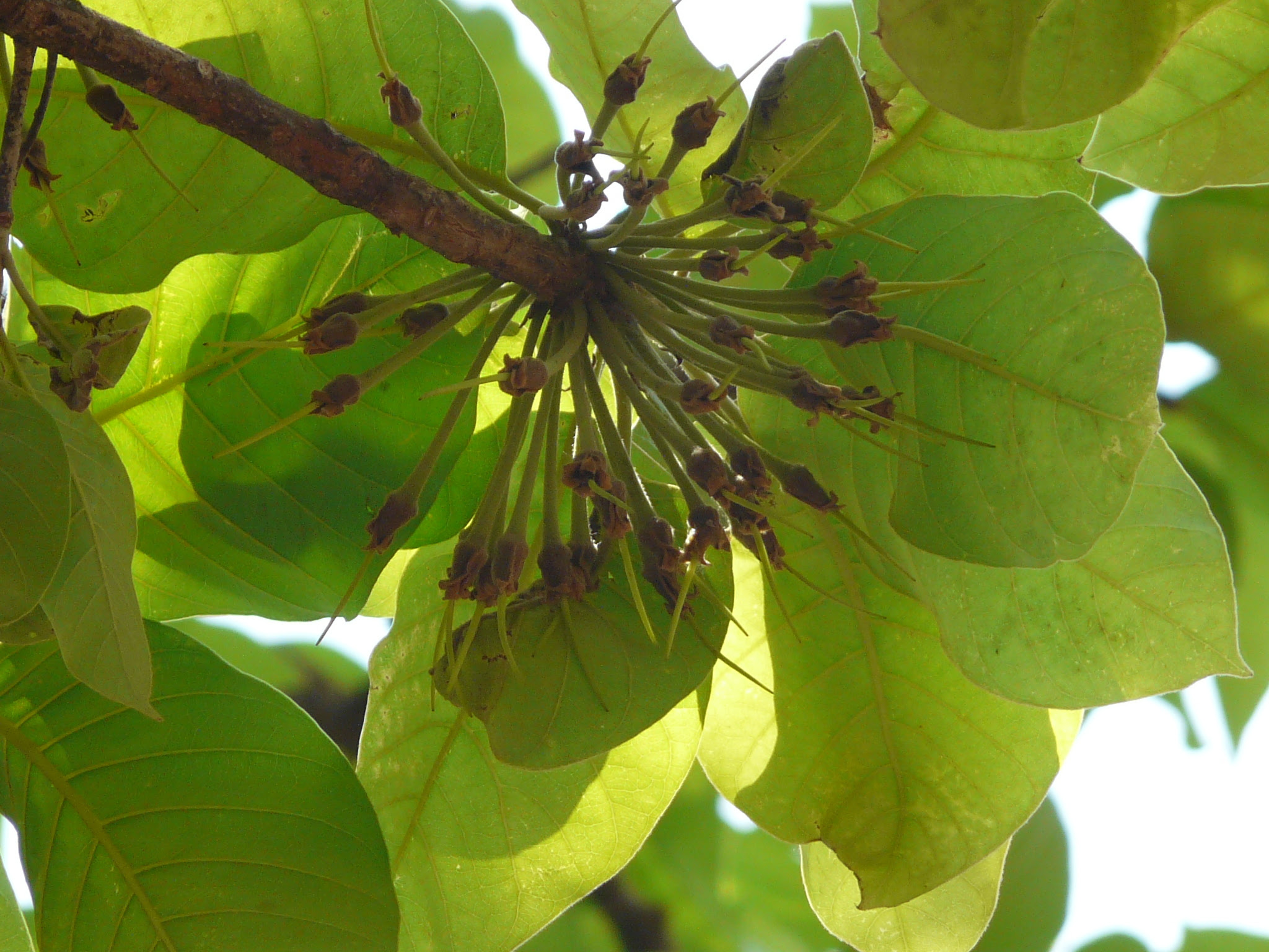 Madhuca longifolia var. latifolia (Roxb.) A.Chev.