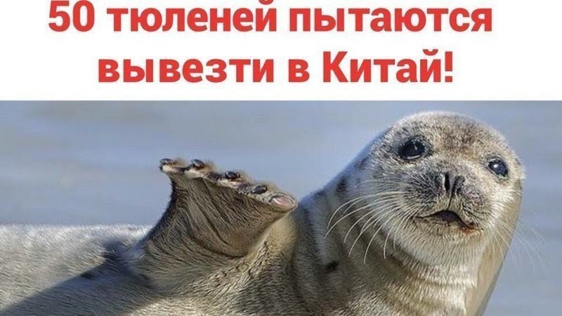 Seal перевод животного