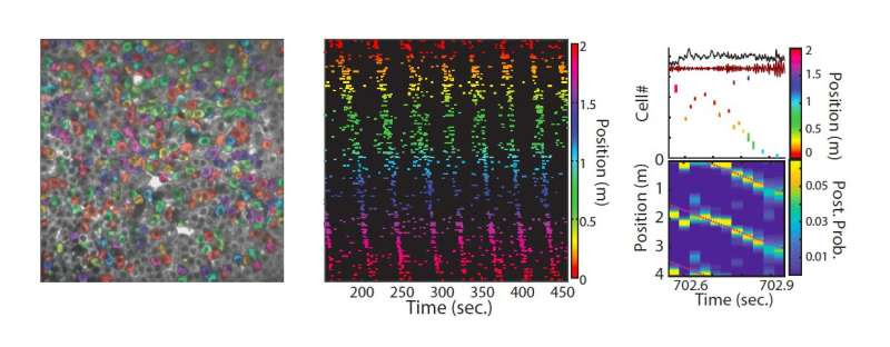 Reactivation in the hippocampus could support the consolidation of long-term cognitive maps