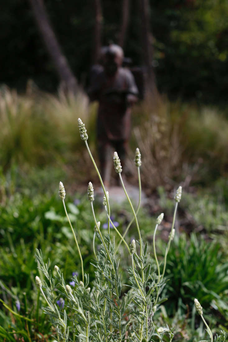 White lavender (Lavandula dentata ‘Blanc Dentelle’) is not to be confused with (Lavandula x intermedia ‘Alba’).