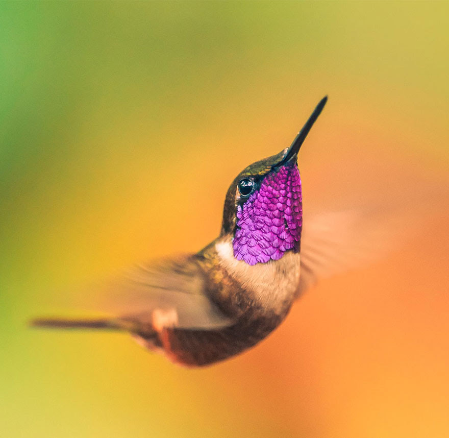 BREATH-TAKING HUMMINGBIRD CLOSE-UPS Cute-beautiful-hummingbird-photography-20