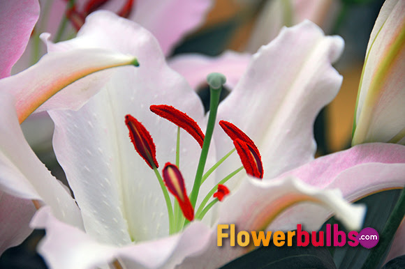 Oriental lily flower