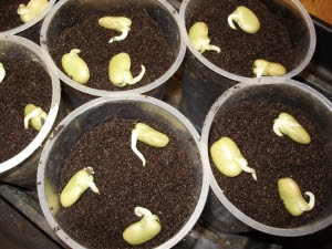 Sprouted broad beans being sown in  500g  yogurt pots -  12.1.12