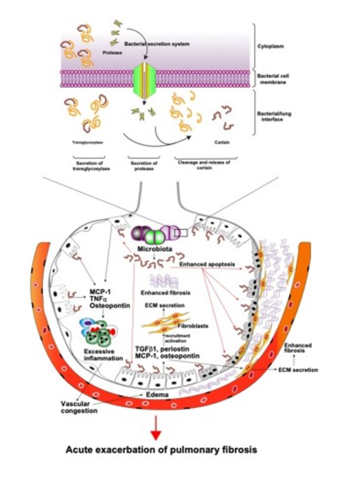 Schematic of corisin's role in lung fibrosis