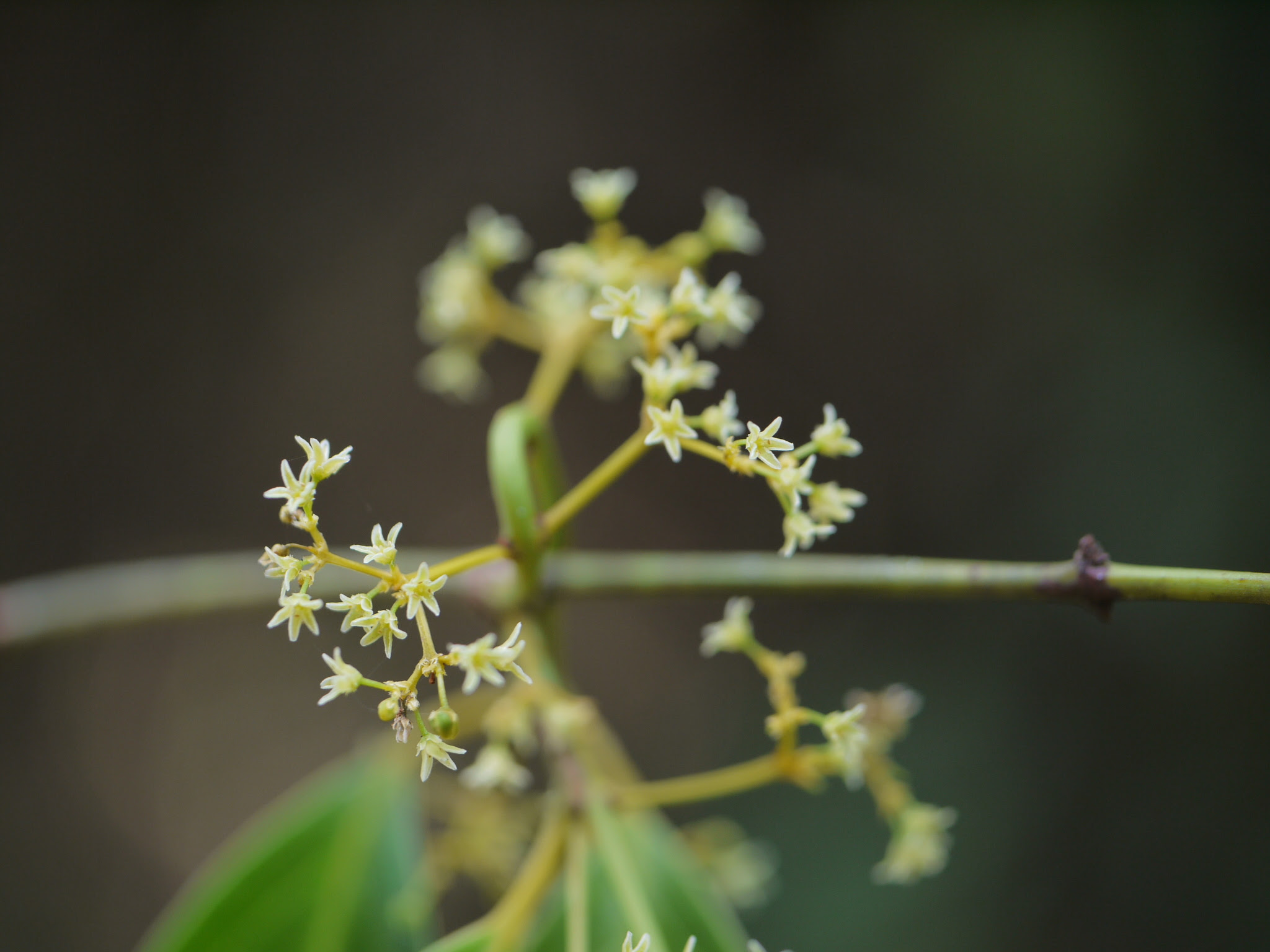 Reissantia indica (Willd.) N.Hallé