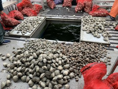 Bags and piles of clams on a boat for the restoration project