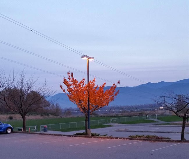 Trong khi những cây bên cạnh đã "bỏ cuộc" vì mùa đông lạnh giá, cây lá đỏ này vẫn hiên ngang vì được đèn đường chiếu sáng để phát triển