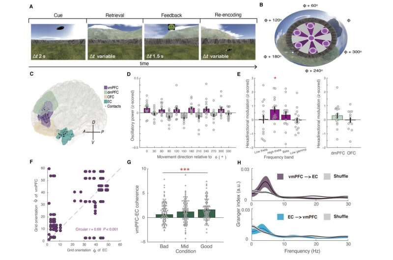 Certain brain rhythms coordinate cognitive map in human spatial navigation