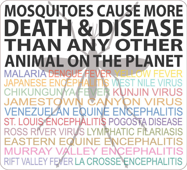 Infographic: Mosquitoes cause more death and disease than any other animal on the planet.