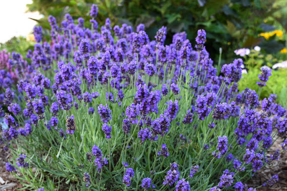 Sweet Romance Lavender is a top selling perennial.