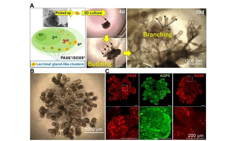 Nothing to cry about: the development of tear duct organoids