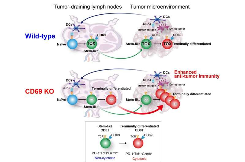 The benefits of Anti-CD69 antibodies for future cancer therapies