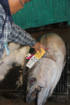n a few weeks, after vessels provision and return from fishing, consumers of locally caught sashimi-grade tuna should see a relief from the high prices (reaching nearly $40 per pound) at retail outlets. Filets comprise about half the weight of a whole fish