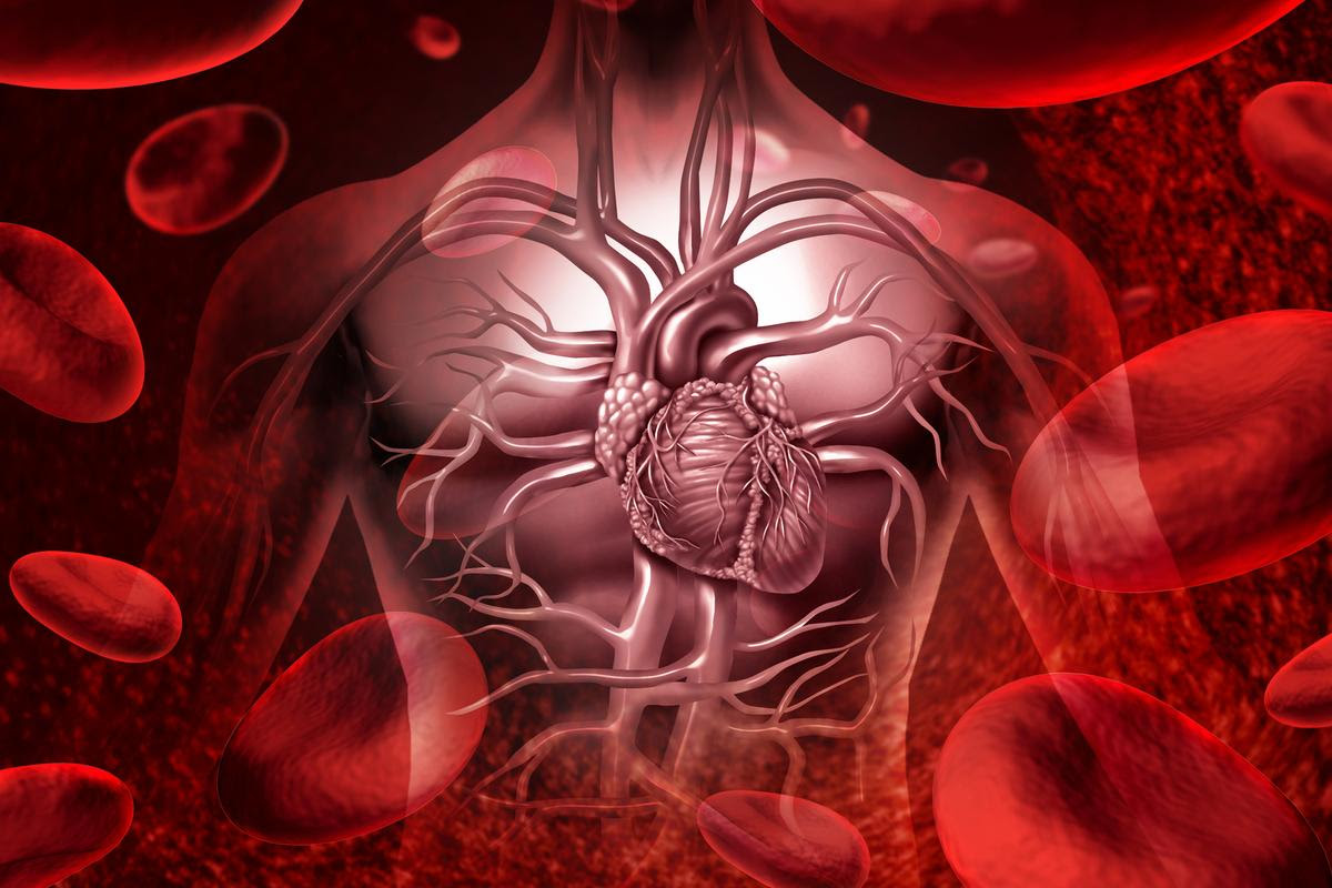 Blood system and circultaion with a human heart cardiovascular icon with anatomy from a healthy body on a background with blood cells as a medical health care symbol of an inner organ as a medical health care concept.