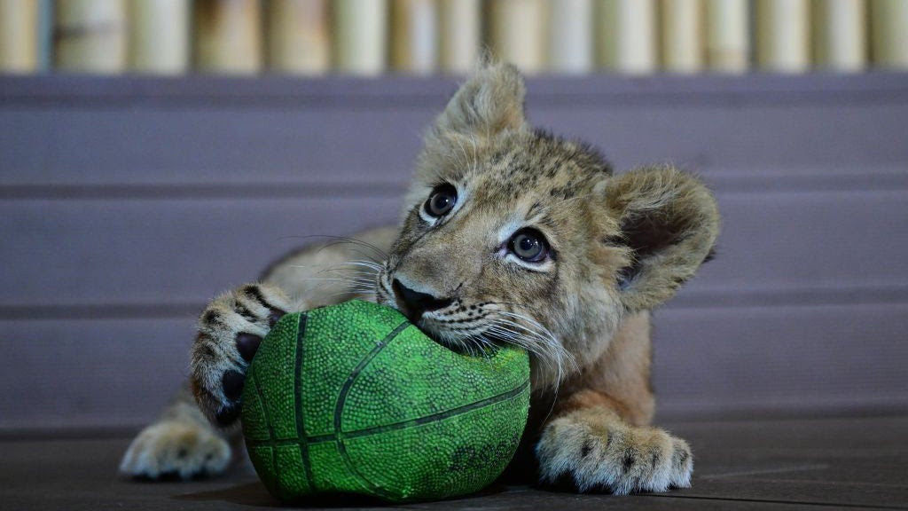a lion cub playing with (i.e. biting) a ball.