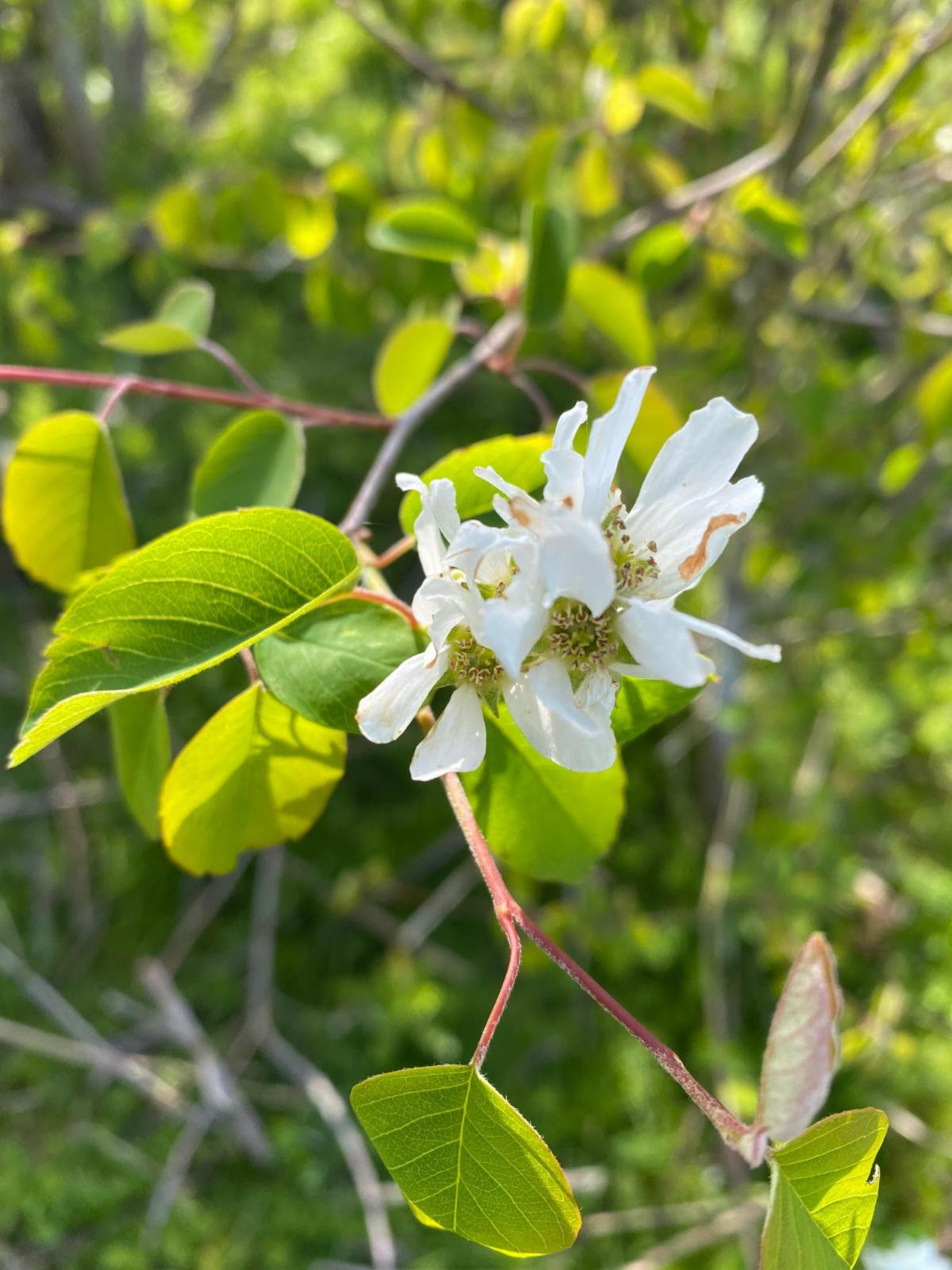 Blooming Service Berry on the refuge 