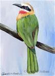 White Fronted Bee Eater ACEO - Posted on Thursday, February 19, 2015 by Janet Graham