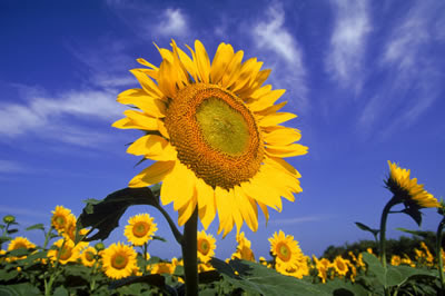 sunflower-2.jpg