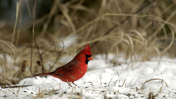 cardinal on snowy ground