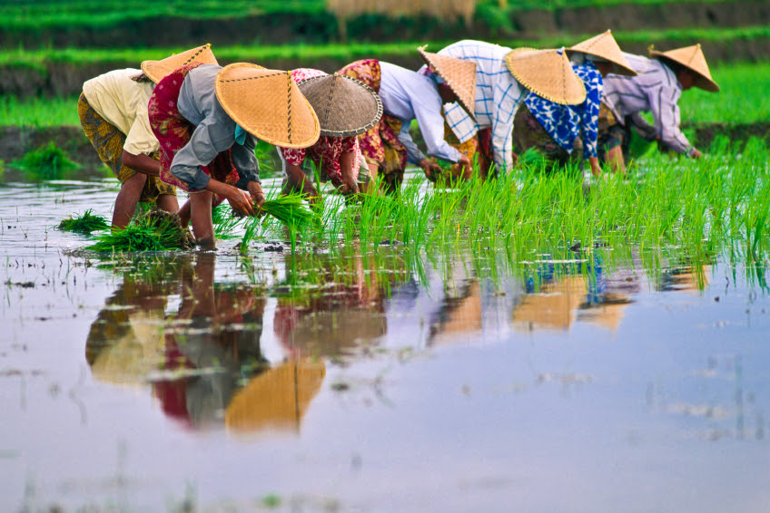 Rice Planting