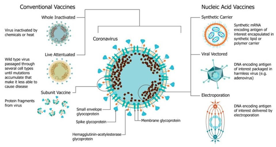 Comparison of different vaccine platforms (conventional vs. nucleic acid vaccines).