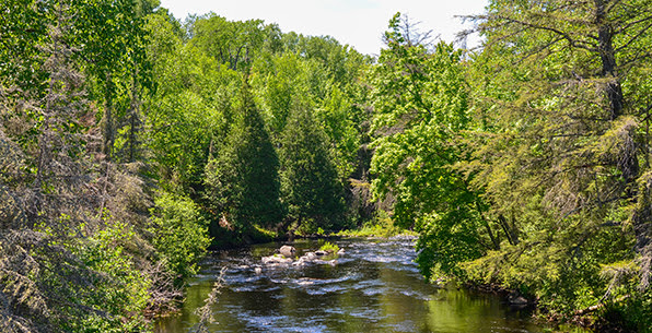 stream running through forest