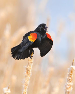A male red-winged blackbird sings from atop his perch. Credit Bill Marchel