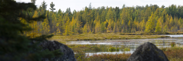 wetland header