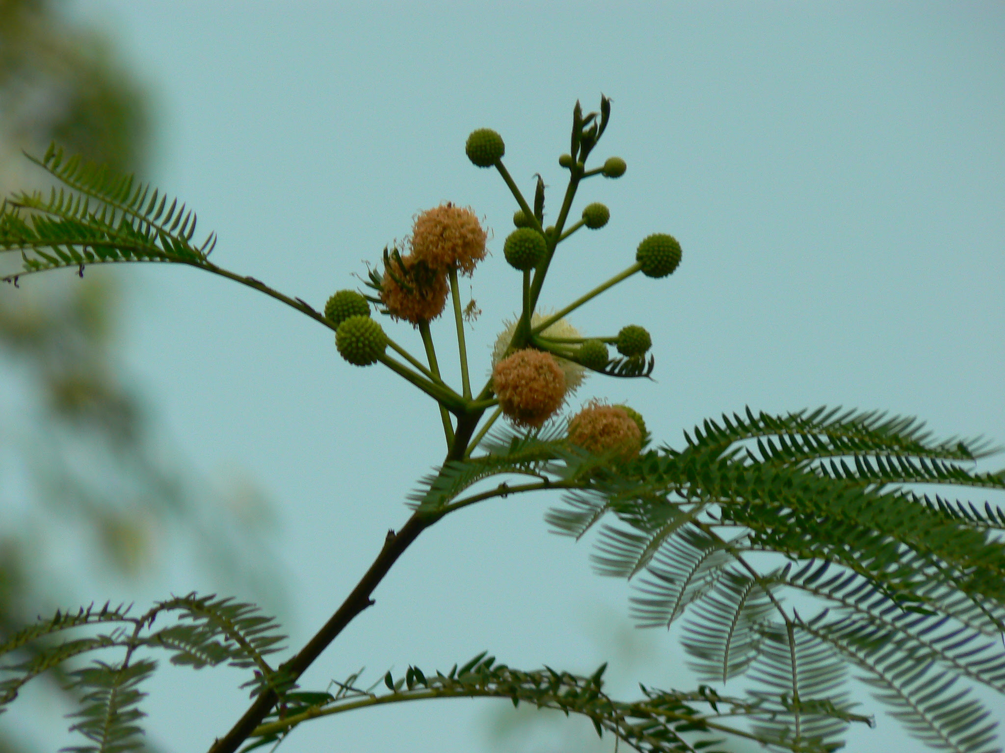 Leucaena leucocephala (Lam.) de Wit