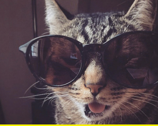 Cool Cat in his shades Animals.123855