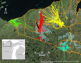 A colorful map shows deer movements in the Upper Peninsula.