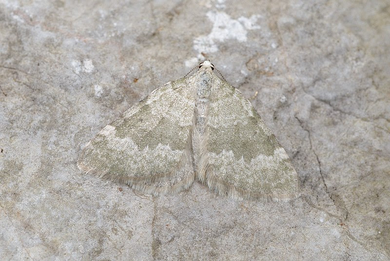 File:Colostygia aqueata Buchstein01.jpg