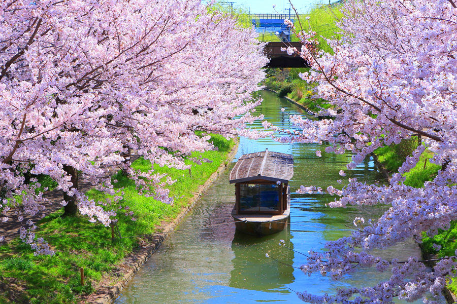 con đường hoa anh đào kyoto