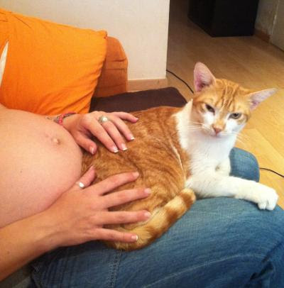 Embarazo y animales: compatibles con precauciones. No abandones por desconocimiento.