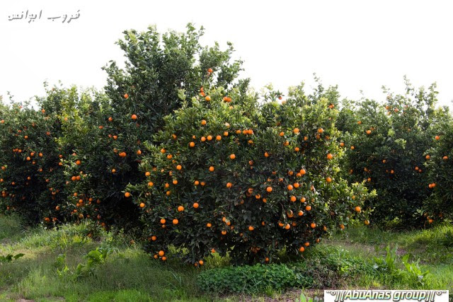 مزارع اليوسفي والبرتقال في المغرب