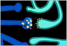 An illustration of a connection between 2 nerve cells.