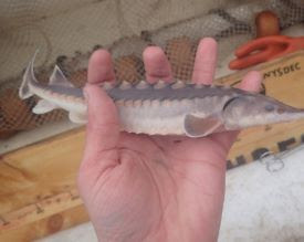 baby sturgeon next to a ruler