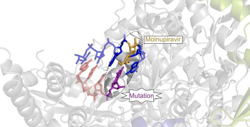 Molecular mechanisms of COVID drug candidate Molnupiravir unraveled