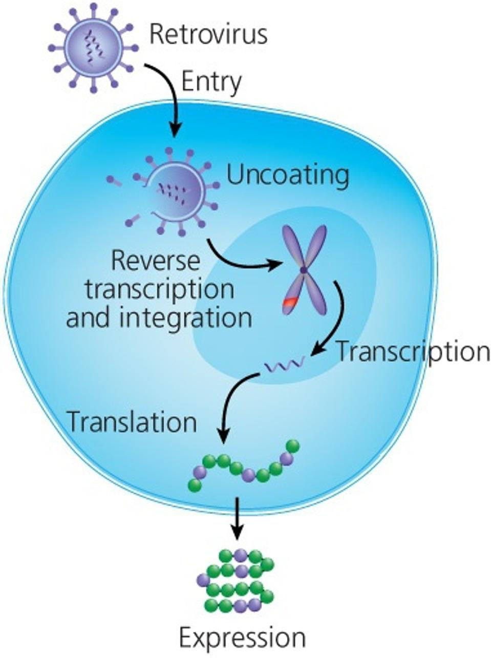 Retrovirus transduction