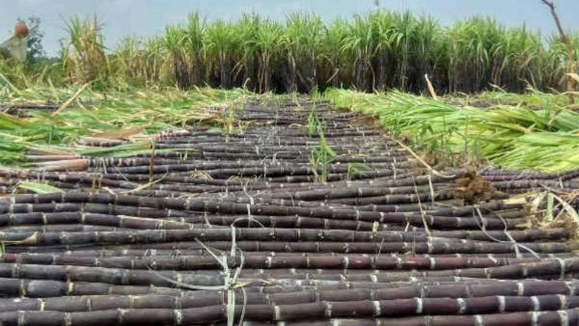 India set to ban sugar exports for first time in 7 years.