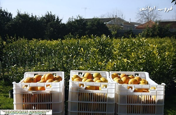 حصاد البرتقال في ايران